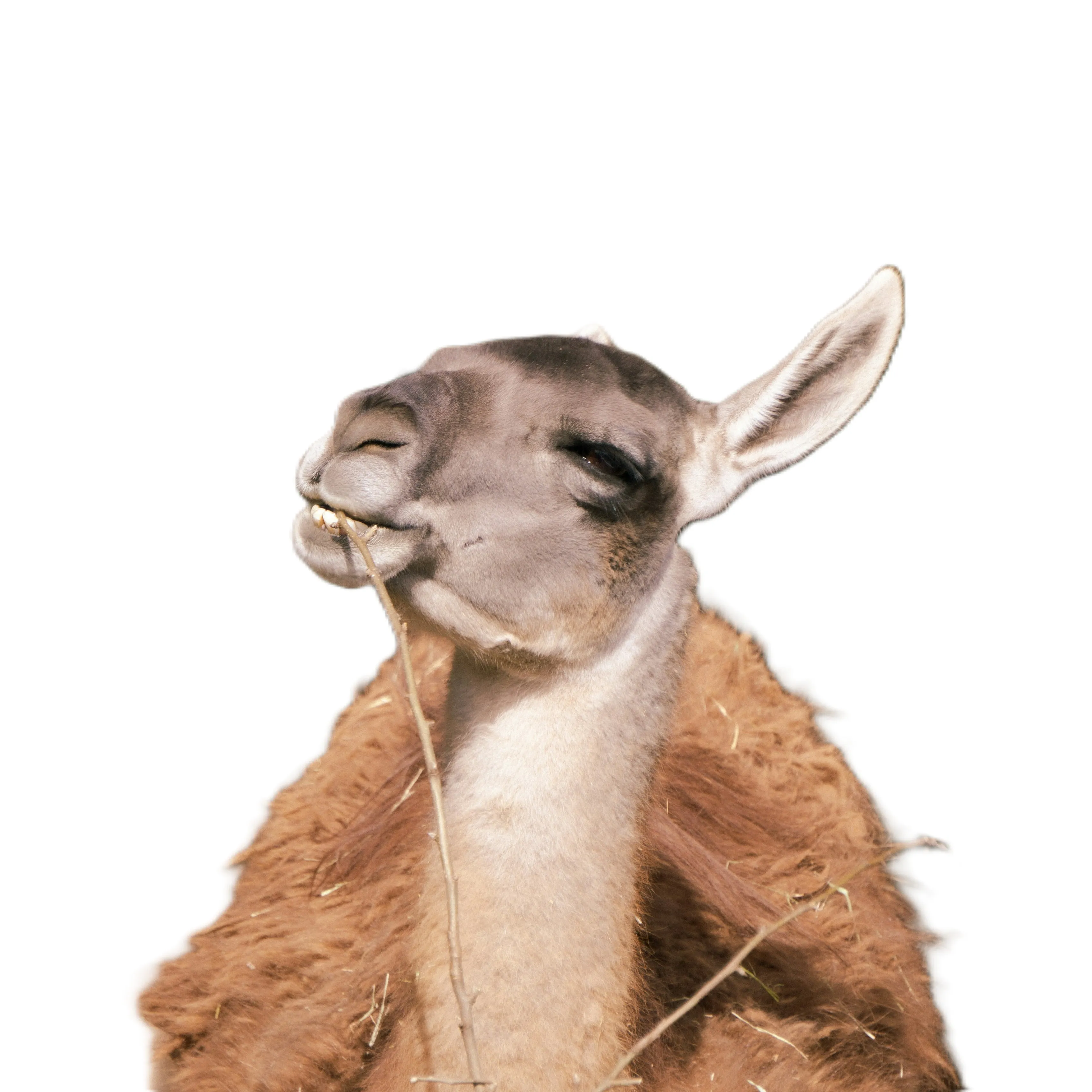 Dr. Cheri Turman-Ballard